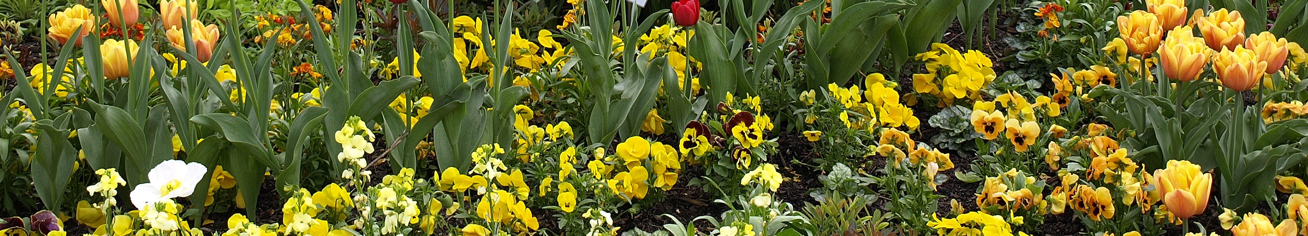 Kleingärtnerverein Eutin von 1948 e.V.