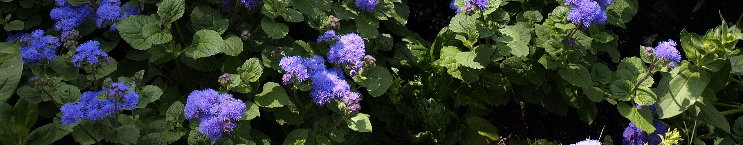 Kleing&auml;rtnerverein Eutin von 1948 e.V.